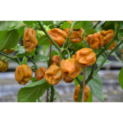 PACK VI  Habanero 4 Colours: Chocolate, Yellow, Orange & Red 40 seeds