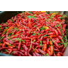 Portuguese Chili 10 seeds