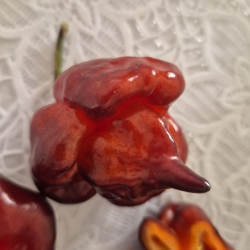 Carolina Reaper Ruby 10 sementes