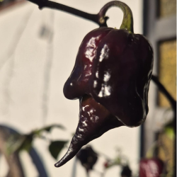 Carolina Reaper Ruby 10 sementes