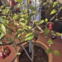 Carolina Reaper Ruby 10 sementes