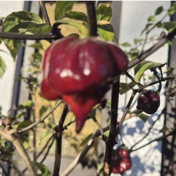 Carolina Reaper Ruby 10 seeds