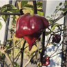 Carolina Reaper Ruby 10 sementes