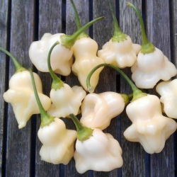 Aji Fantasy White Branca 10 sementes Picantes.pt