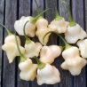 copy of Aji Lemon DROP 10 seeds