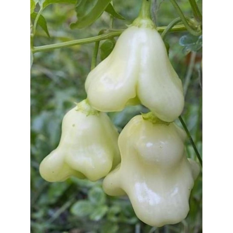 Aji Fantasy White Branca 10 sementes Picantes.pt