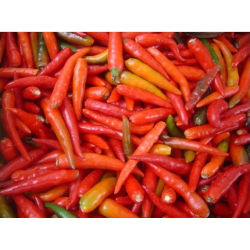 Portuguese Chili 10 seeds