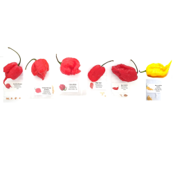 PACK 6 SUPERHOT de GUINNESS: Reaper, Scorpion, 7 Pot, Jolokia, Jolokia Amarela - 60 sementes