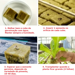 Cubos lã rocha Germinação