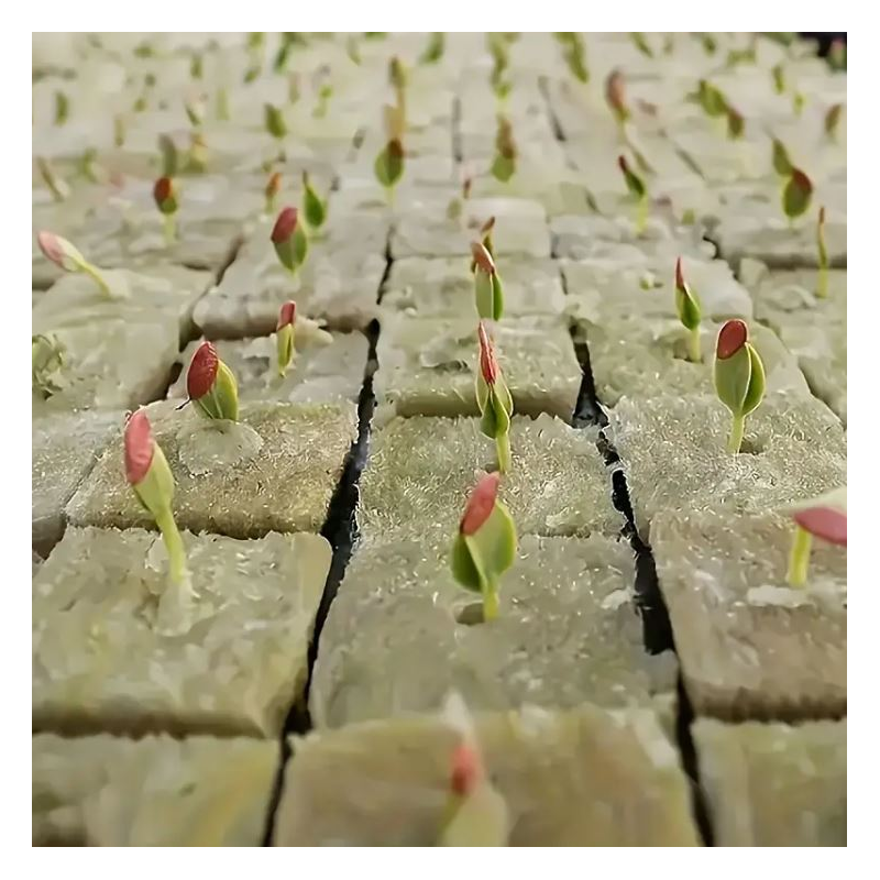 Cubos lã rocha Germinação