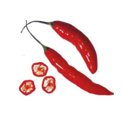 Portuguese Chili 10 seeds