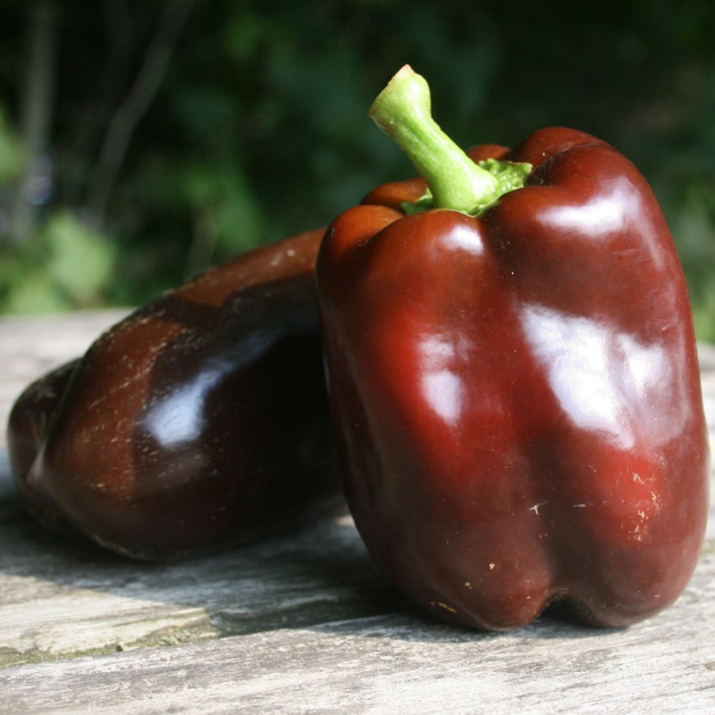 Pimento Chocolate 10 sementes