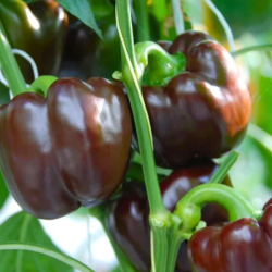 Pimento Chocolate 10 sementes