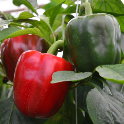 Pimento Vermelho 10 sementes
