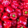 Pimento Vermelho 10 sementes