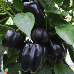 Pimento Negro 10 sementes