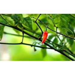 Portuguese Chili 10 seeds