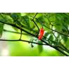 Portuguese Chili 10 seeds