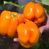 Pimento Laranja 10 sementes