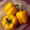 Pimento Amarelo 10 sementes