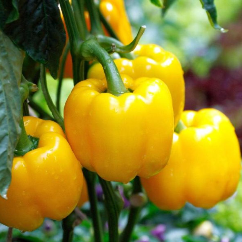copy of Aji Lemon DROP 10 seeds