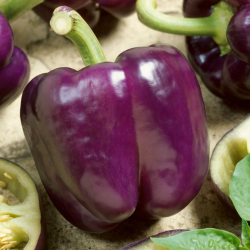 Pimento Roxo 10 sementes