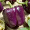 Pimento Roxo 10 sementes