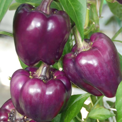 Pimento Roxo 10 sementes