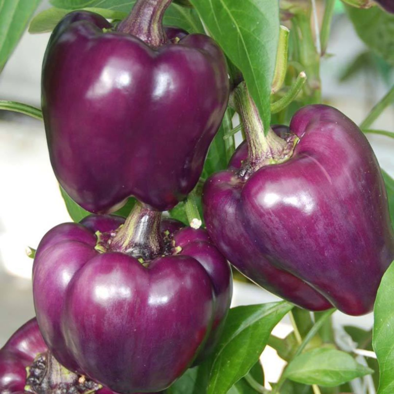 Pimento Roxo 10 sementes