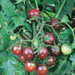 Tomate Black Cherry sementes