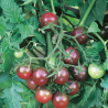 Tomate Black Cherry sementes