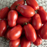 Tomates S. Marzano 2 sementes