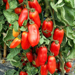 Tomates S. Marzano 2 sementes