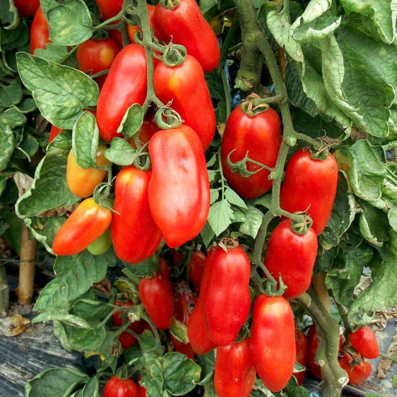 San Marzano Tomato: The King of Italian Sauce