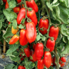 Tomates S. Marzano 2 sementes