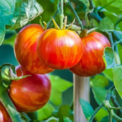 Tomate Tigerella sementes