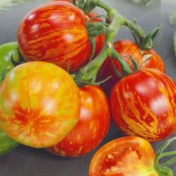 Tomate Tigerella sementes
