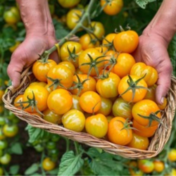 Tomate Yellow Perfection sementes