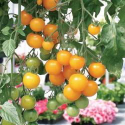 Yellow Cherry Tomato: The Sweet Sunbeam of the Garden