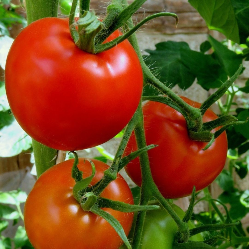 Tomate Marmande sementes