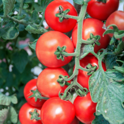 Marmande Tomato: The French Classic of Intense Flavor
