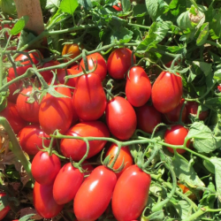 Tomate Roma VF
