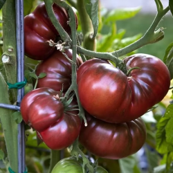 Tomate Black Russian 40 sementes