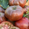 Tomate Black Russian 40 sementes