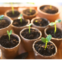 12x 6 cm Growing Pots