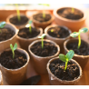 12x 6 cm Growing Pots