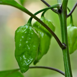 Naga Morich Seeds - 10 Seeds | Bangladeshi Nuclear Heat