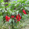 Naga Morich 10 sementes