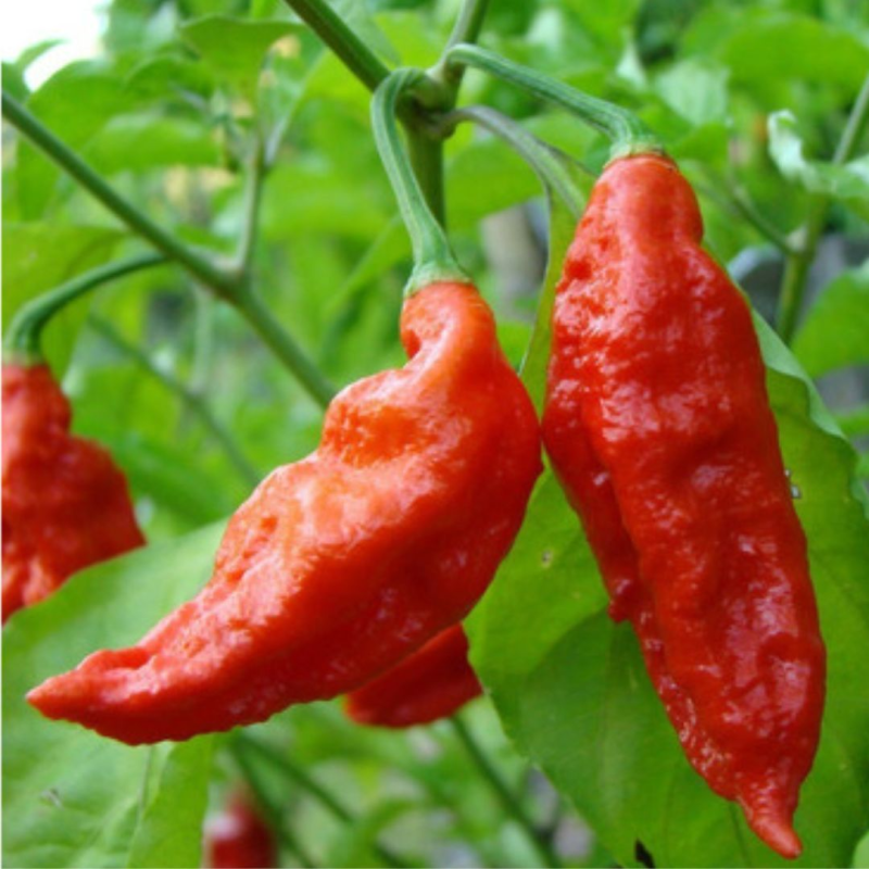 Naga Viper 10 seeds