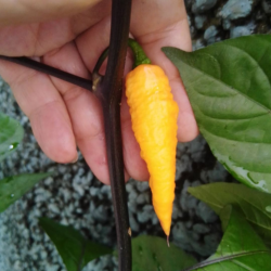 Bhut Jolokia Yellow 10 seeds